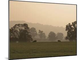 Sheep Farmland Seen from the Cotswold Way Footpath, Stanway Village, the Cotswolds, England-David Hughes-Mounted Photographic Print