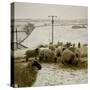 Sheep Feeding On Straw in Snowy Landscape. Ponden Moor, 1987-Fay Godwin-Stretched Canvas