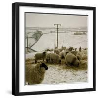 Sheep Feeding On Straw in Snowy Landscape. Ponden Moor, 1987-Fay Godwin-Framed Giclee Print