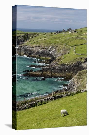 Sheep Fences and Rock Walls Along the Dingle Peninsula-Michael Nolan-Stretched Canvas