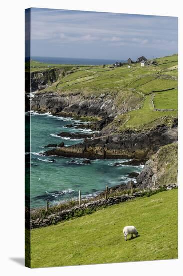 Sheep Fences and Rock Walls Along the Dingle Peninsula-Michael Nolan-Stretched Canvas