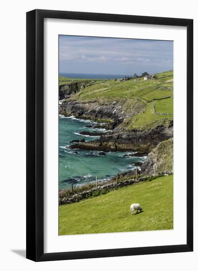 Sheep Fences and Rock Walls Along the Dingle Peninsula-Michael Nolan-Framed Premium Photographic Print