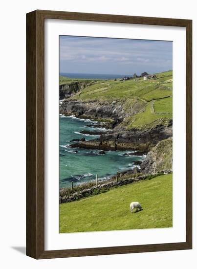 Sheep Fences and Rock Walls Along the Dingle Peninsula-Michael Nolan-Framed Photographic Print