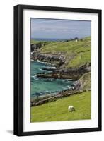 Sheep Fences and Rock Walls Along the Dingle Peninsula-Michael Nolan-Framed Photographic Print