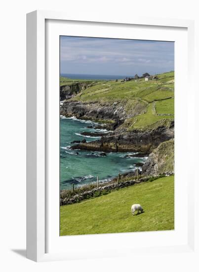 Sheep Fences and Rock Walls Along the Dingle Peninsula-Michael Nolan-Framed Photographic Print