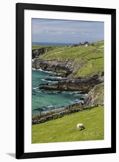 Sheep Fences and Rock Walls Along the Dingle Peninsula-Michael Nolan-Framed Photographic Print