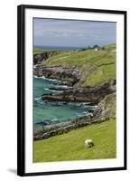 Sheep Fences and Rock Walls Along the Dingle Peninsula-Michael Nolan-Framed Photographic Print