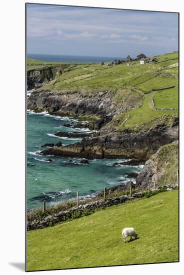 Sheep Fences and Rock Walls Along the Dingle Peninsula-Michael Nolan-Mounted Photographic Print