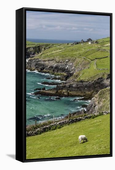 Sheep Fences and Rock Walls Along the Dingle Peninsula-Michael Nolan-Framed Stretched Canvas