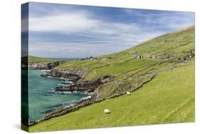 Sheep Fences and Rock Walls Along the Dingle Peninsula-Michael Nolan-Stretched Canvas