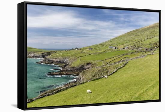 Sheep Fences and Rock Walls Along the Dingle Peninsula-Michael Nolan-Framed Stretched Canvas