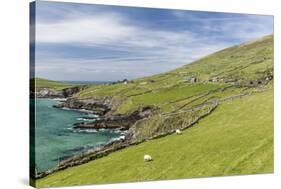 Sheep Fences and Rock Walls Along the Dingle Peninsula-Michael Nolan-Stretched Canvas