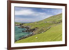 Sheep Fences and Rock Walls Along the Dingle Peninsula-Michael Nolan-Framed Photographic Print