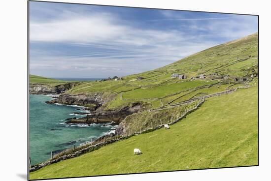 Sheep Fences and Rock Walls Along the Dingle Peninsula-Michael Nolan-Mounted Photographic Print