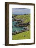 Sheep Fences and Rock Walls Along the Dingle Peninsula-Michael Nolan-Framed Photographic Print