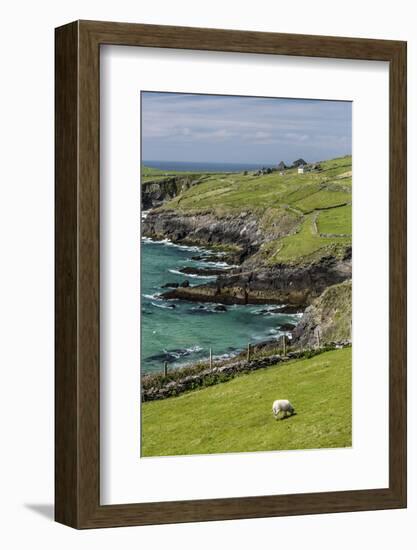 Sheep Fences and Rock Walls Along the Dingle Peninsula-Michael Nolan-Framed Photographic Print