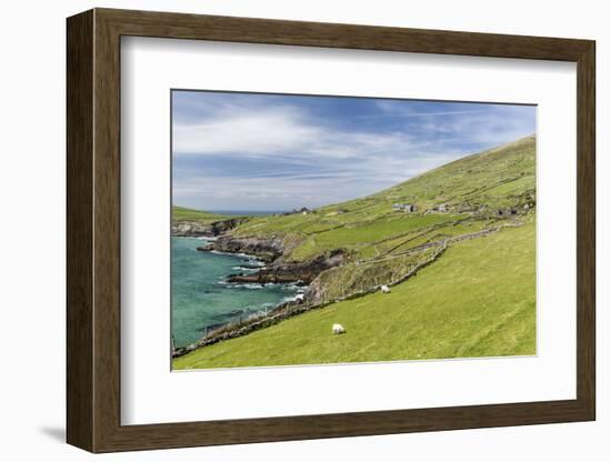 Sheep Fences and Rock Walls Along the Dingle Peninsula-Michael Nolan-Framed Photographic Print