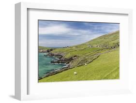 Sheep Fences and Rock Walls Along the Dingle Peninsula-Michael Nolan-Framed Photographic Print