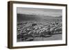 Sheep "Flock In Owens Valley 1941." 1941-Ansel Adams-Framed Art Print