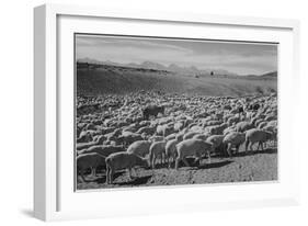 Sheep "Flock In Owens Valley 1941." 1941-Ansel Adams-Framed Art Print
