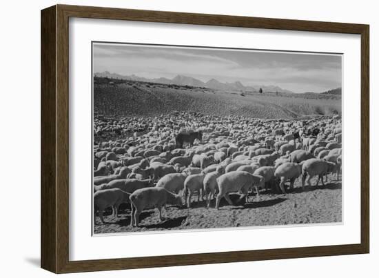 Sheep "Flock In Owens Valley 1941." 1941-Ansel Adams-Framed Premium Giclee Print