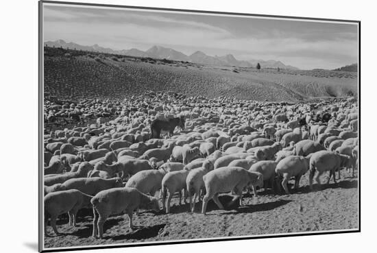 Sheep "Flock In Owens Valley 1941." 1941-Ansel Adams-Mounted Premium Giclee Print