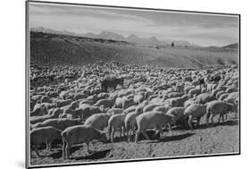 Sheep "Flock In Owens Valley 1941." 1941-Ansel Adams-Mounted Premium Giclee Print