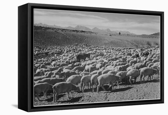 Sheep "Flock In Owens Valley 1941." 1941-Ansel Adams-Framed Stretched Canvas