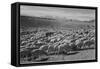 Sheep "Flock In Owens Valley 1941." 1941-Ansel Adams-Framed Stretched Canvas