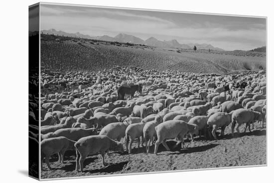 Sheep "Flock In Owens Valley 1941." 1941-Ansel Adams-Stretched Canvas