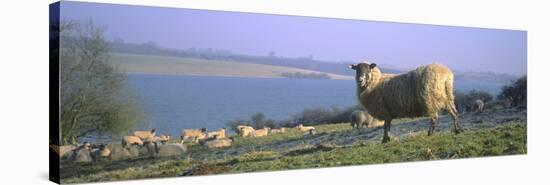 Sheep Flock on Lakeside Pasture-null-Stretched Canvas