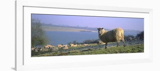 Sheep Flock on Lakeside Pasture-null-Framed Photographic Print