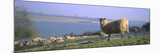 Sheep Flock on Lakeside Pasture-null-Mounted Photographic Print