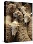 Sheep for Sale at the Welshpool Sheep Auction-Farrell Grehan-Stretched Canvas