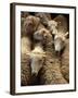 Sheep for Sale at the Welshpool Sheep Auction-Farrell Grehan-Framed Photographic Print