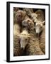 Sheep for Sale at the Welshpool Sheep Auction-Farrell Grehan-Framed Photographic Print