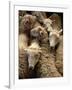 Sheep for Sale at the Welshpool Sheep Auction-Farrell Grehan-Framed Photographic Print