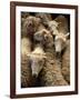 Sheep for Sale at the Welshpool Sheep Auction-Farrell Grehan-Framed Photographic Print