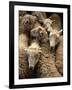 Sheep for Sale at the Welshpool Sheep Auction-Farrell Grehan-Framed Photographic Print