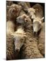 Sheep for Sale at the Welshpool Sheep Auction-Farrell Grehan-Mounted Photographic Print