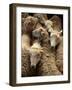 Sheep for Sale at the Welshpool Sheep Auction-Farrell Grehan-Framed Photographic Print