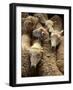 Sheep for Sale at the Welshpool Sheep Auction-Farrell Grehan-Framed Photographic Print