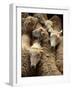 Sheep for Sale at the Welshpool Sheep Auction-Farrell Grehan-Framed Photographic Print