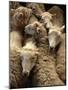Sheep for Sale at the Welshpool Sheep Auction-Farrell Grehan-Mounted Photographic Print