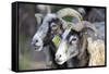 Sheep From Gotland, Sweden-Bjorn Svensson-Framed Stretched Canvas