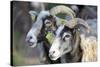 Sheep From Gotland, Sweden-Bjorn Svensson-Stretched Canvas