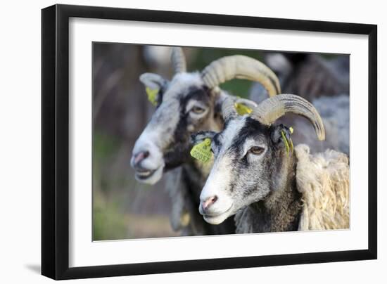 Sheep From Gotland, Sweden-Bjorn Svensson-Framed Photographic Print