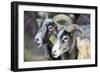 Sheep From Gotland, Sweden-Bjorn Svensson-Framed Photographic Print