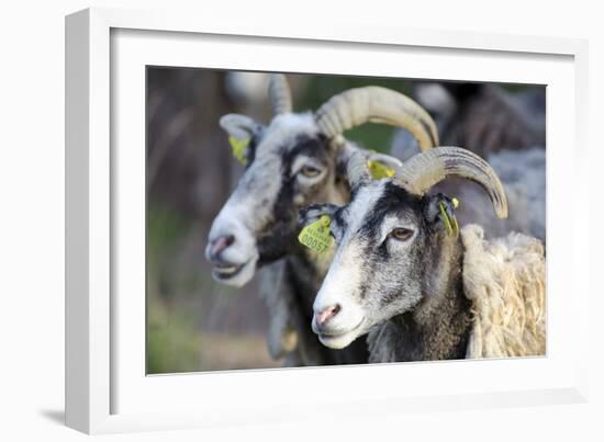 Sheep From Gotland, Sweden-Bjorn Svensson-Framed Photographic Print