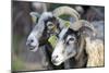 Sheep From Gotland, Sweden-Bjorn Svensson-Mounted Photographic Print